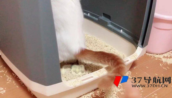 tipask 问答系统的问题点赞功能与 SEO 热度提升